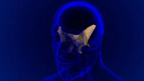 Human Skeleton Skull Sphenoid Bone Anatomy For Medical Concept Stock-Illustration