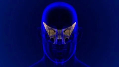 Human Skeleton Skull Sphenoid Bone Anatomy For Medical Concept 库存插图