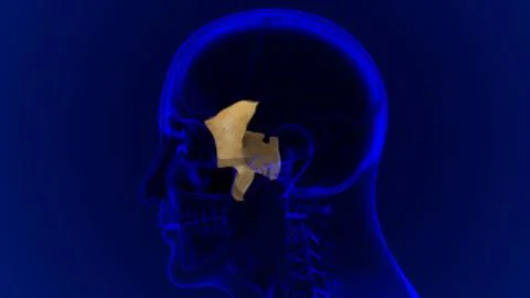 Human Skeleton Skull Sphenoid Bone Anatomy For Medical Concept Stock Illustration