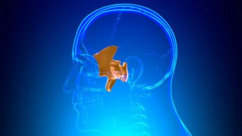Human Skeleton Skull Sphenoid Bone Anatomy For Medical Concept Ilustración de archivo
