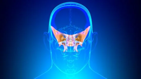 Human Skeleton Skull Sphenoid Bone Anatomy For Medical Concept Ilustración de archivo