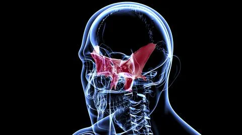 Human Skeleton Skull Sphenoid Bone Anatomy For Medical Concept Stock Illustration
