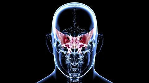 Human Skeleton Skull Sphenoid Bone Anatomy For Medical Concept Ilustración de archivo