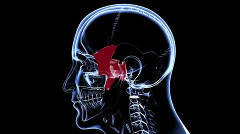 Human Skeleton Skull Sphenoid Bone Anatomy For Medical Concept 스톡 일러스트