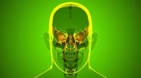 Human Skeleton Skull Sphenoid Bone Anatomy For Medical Concept 库存插图