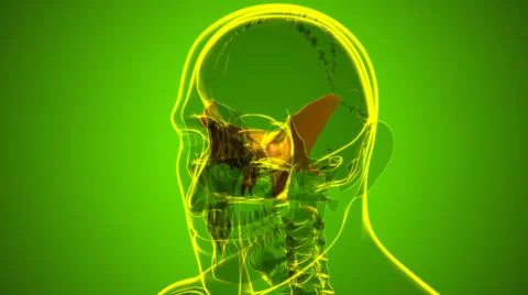 Human Skeleton Skull Sphenoid Bone Anatomy For Medical Concept Stock Illustration