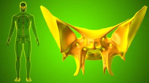 Human Skeleton Skull Sphenoid Bone Anatomy For Medical Concept 库存插图