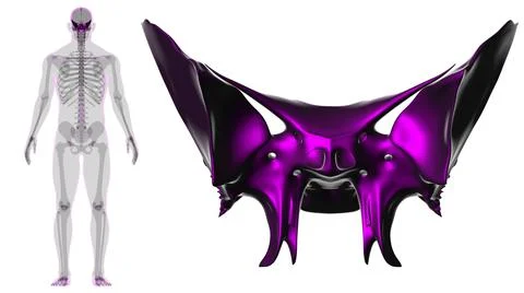 Human Skeleton Skull Sphenoid Bone Anatomy For Medical Concept 库存插图