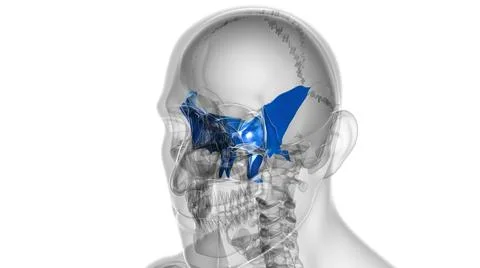 Human Skeleton Skull Sphenoid Bone Anatomy For Medical Concept 스톡 일러스트
