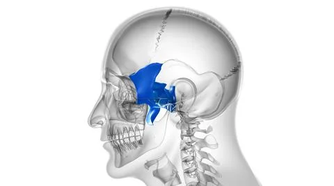 Human Skeleton Skull Sphenoid Bone Anatomy For Medical Concept Stock Illustration