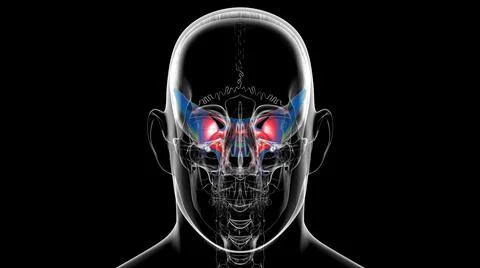 Human Skeleton Skull Sphenoid Bone Anatomy For Medical Concept Stock Illustration