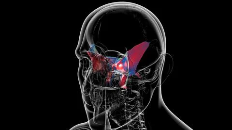 Human Skeleton Skull Sphenoid Bone Anatomy For Medical Concept Stock Illustration