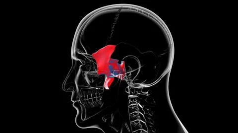 Human Skeleton Skull Sphenoid Bone Anatomy For Medical Concept 库存插图
