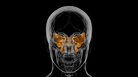 Human Skeleton Skull Sphenoid Bone Anatomy For Medical Concept 3D Stock Illustration