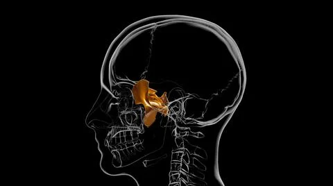 Human Skeleton Skull Sphenoid Bone Anatomy For Medical Concept 3D Stock Illustration