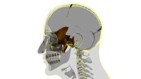 Human Skeleton Skull Sphenoid Bone Anatomy For Medical Concept 库存插图