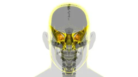 Human Skeleton Skull Sphenoid Bone Anatomy For Medical Concept イラスト素材