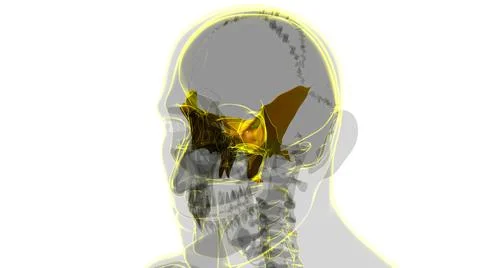Human Skeleton Skull Sphenoid Bone Anatomy For Medical Concept イラスト素材