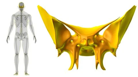 Human Skeleton Skull Sphenoid Bone Anatomy For Medical Concept 스톡 일러스트
