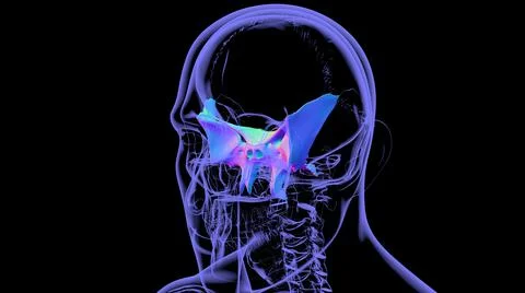 Human Skeleton Skull Sphenoid Bone Anatomy For Medical Concept Ilustración de archivo