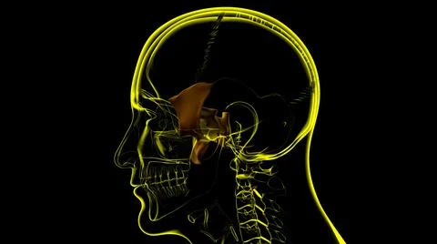 Human Skeleton Skull Sphenoid Bone Anatomy For Medical Concept 库存插图