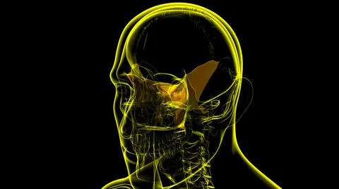 Human Skeleton Skull Sphenoid Bone Anatomy For Medical Concept Ilustración de archivo