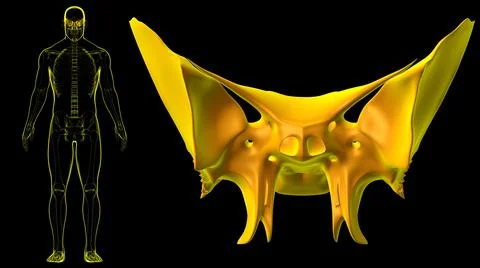Human Skeleton Skull Sphenoid Bone Anatomy For Medical Concept Ilustración de archivo