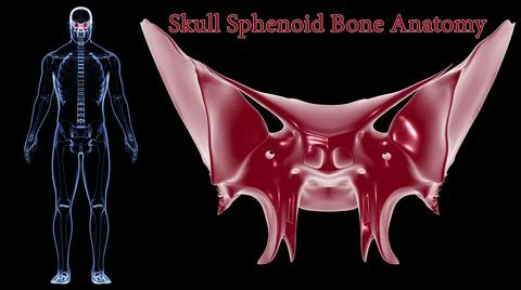 Human Skeleton Skull Sphenoid Bone Anatomy For Medical Concept 3D Ilustración de archivo