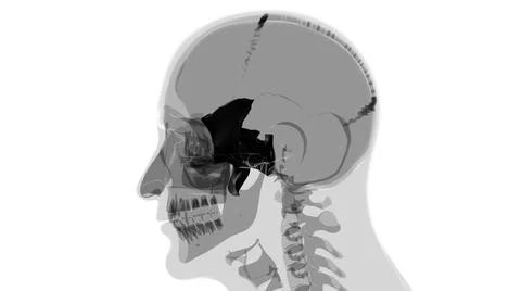 Human Skeleton Skull Sphenoid Bone Anatomy For Medical Concept Stock Illustration
