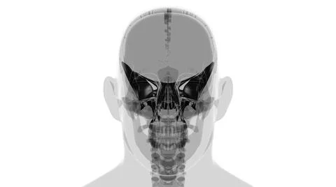 Human Skeleton Skull Sphenoid Bone Anatomy For Medical Concept Stock-Illustration