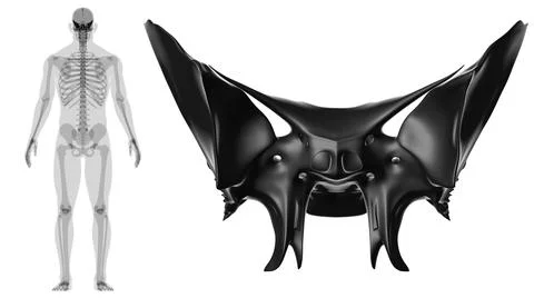 Human Skeleton Skull Sphenoid Bone Anatomy For Medical Concept Stock-Illustration