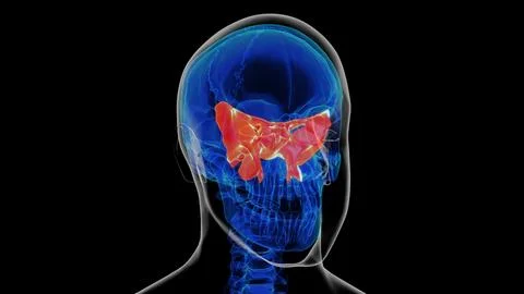 Human skeleton skull sphenoid bone anatomy for medical concept 3D rendering Ilustración de archivo