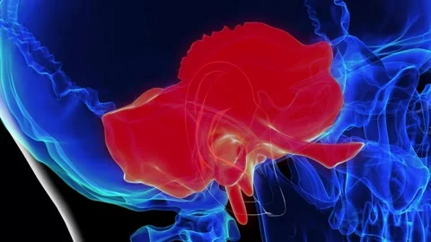 Human skeleton skull temporal bone anatomy for medical concept 3D rendering Stock Footage 277590684