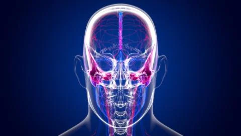 Human Skeleton Skull Temporal Bone Anatomy For Medical Concept Ilustración de archivo