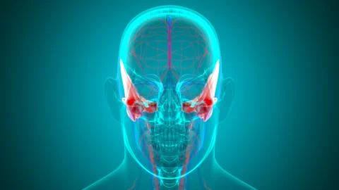 Human Skeleton Skull Temporal Bone Anatomy For Medical Concept Stock Illustration