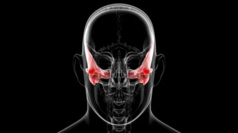Human Skeleton Skull Temporal Bone Anatomy For Medical Concept Illustrazione stock