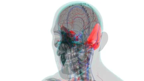 Human Skeleton Skull Temporal Bone Anatomy For Medical Concept Ilustración de archivo