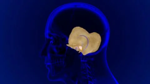 Human Skeleton Skull Temporal Bone Anatomy For Medical Concept イラスト素材