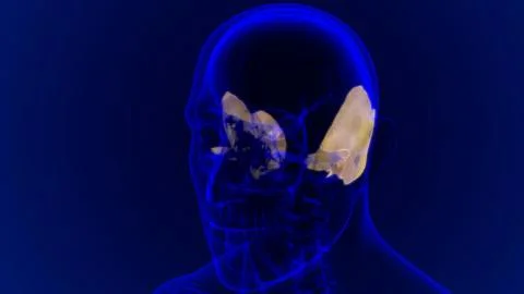 Human Skeleton Skull Temporal Bone Anatomy For Medical Concept Ilustración de archivo