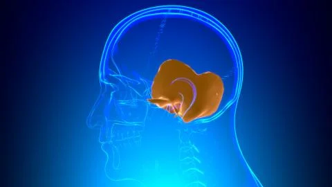 Human Skeleton Skull Temporal Bone Anatomy For Medical Concept Stock-Illustration
