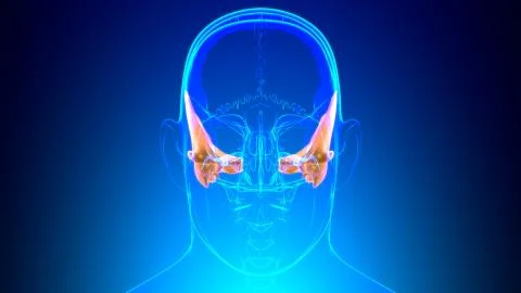 Human Skeleton Skull Temporal Bone Anatomy For Medical Concept Stockillustratie