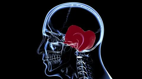 Human Skeleton Skull Temporal Bone Anatomy For Medical Concept Illustrazione stock