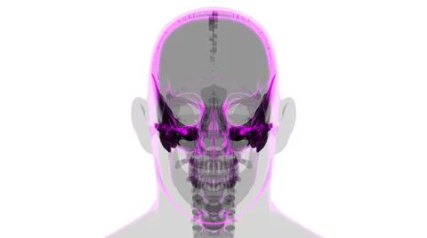 Human Skeleton Skull Temporal Bone Anatomy For Medical Concept Illustrazione stock