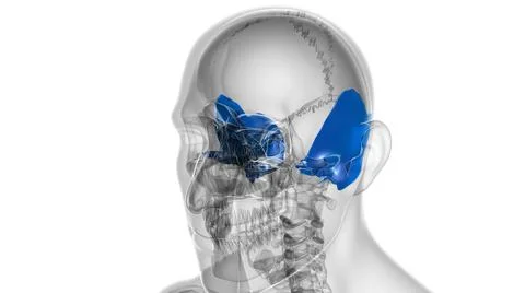 Human Skeleton Skull Temporal Bone Anatomy For Medical Concept Stock-Illustration