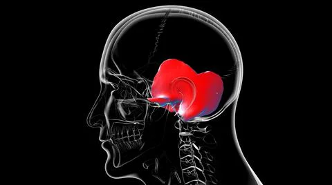 Human Skeleton Skull Temporal Bone Anatomy For Medical Concept Illustrazione stock