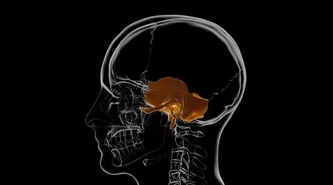 Human Skeleton Skull Temporal Bone Anatomy For Medical Concept 3D Ilustración de archivo