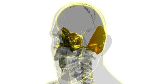 Human Skeleton Skull Temporal Bone Anatomy For Medical Concept Ilustración de archivo