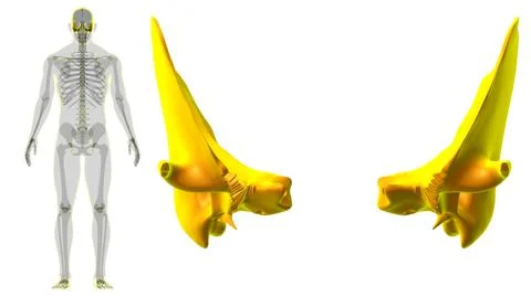 Human Skeleton Skull Temporal Bone Anatomy For Medical Concept Stock Illustration