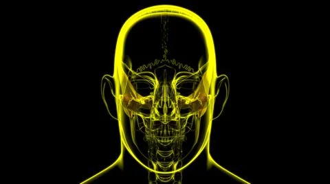 Human Skeleton Skull Temporal Bone Anatomy For Medical Concept 库存插图