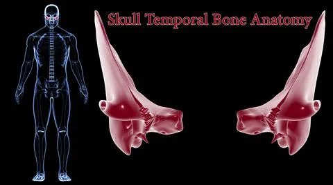 Human Skeleton Skull Temporal Bone Anatomy For Medical Concept 3D イラスト素材